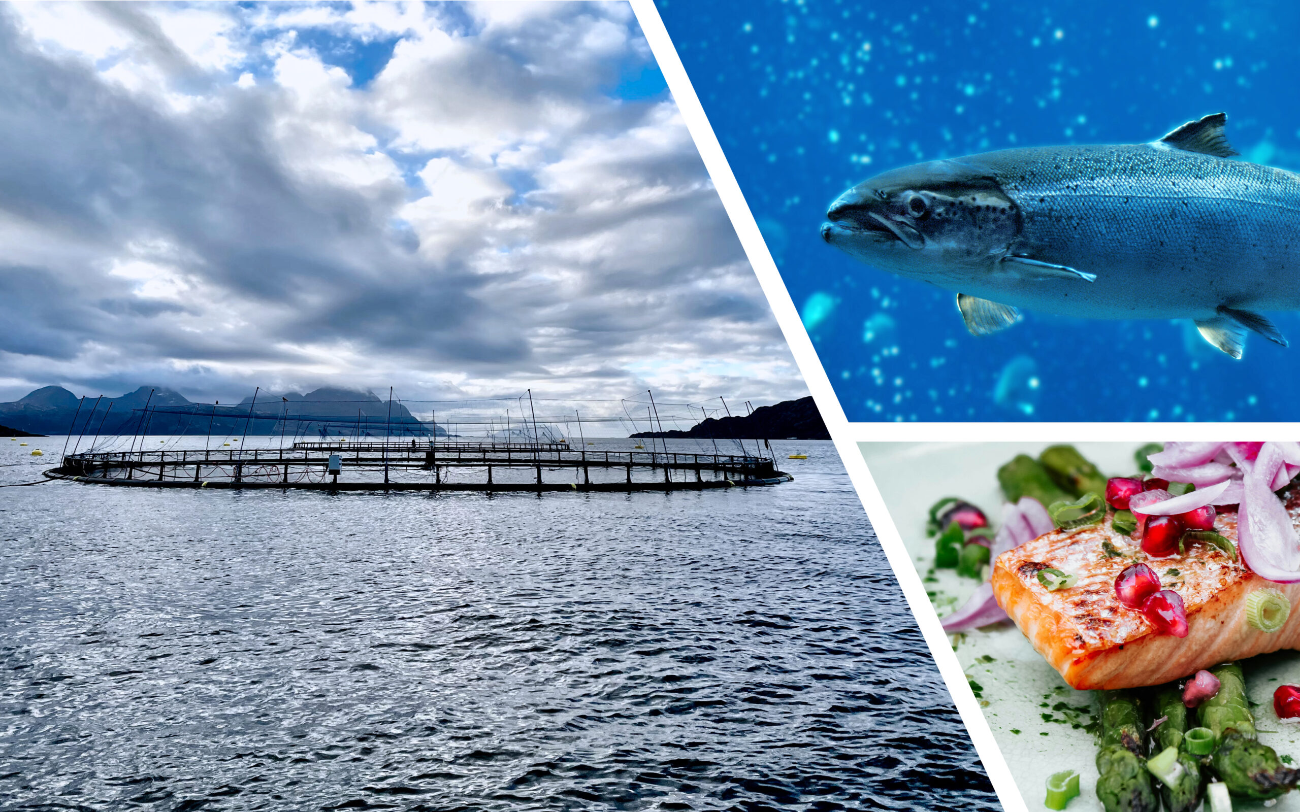 Collage med laks, et lakcempltid og et oppdrettsanlegg fra Steigen. Bilde